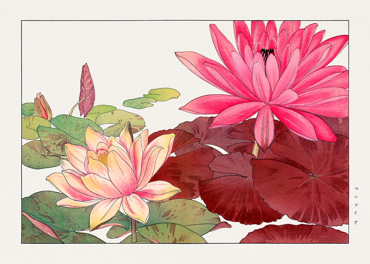 Nymphaea Lotus π¨π¦ πΊπΈ